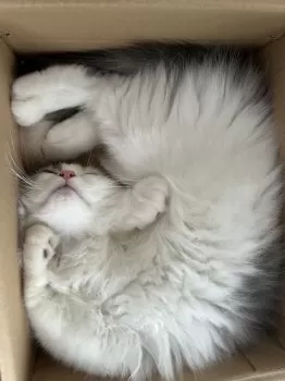 R.N 様のお迎えした子猫