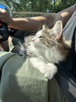 K.Y 様のお迎えした子猫