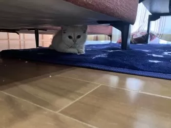 ほのか 様のお迎えした子猫