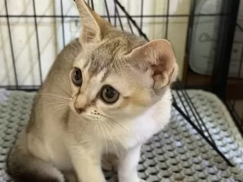 H.O 様のお迎えした子猫