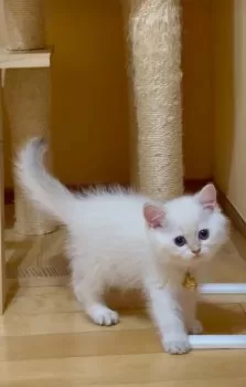 のん 様のお迎えした子猫