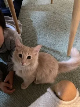 T 様のお迎えした子猫