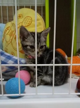 Y.K 様のお迎えした子猫