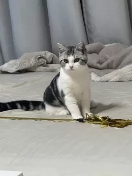 s.f 様のお迎えした子猫