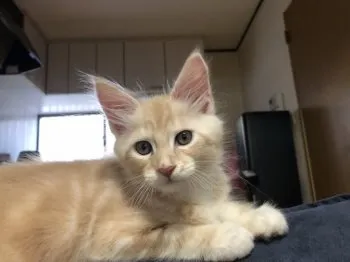 ヒロ 様のお迎えした子猫