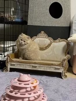 テト君ち 様のお迎えした子猫