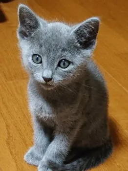 I.N 様のお迎えした子猫