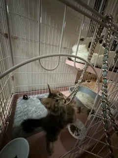 猫大好き 様のお迎えした子猫