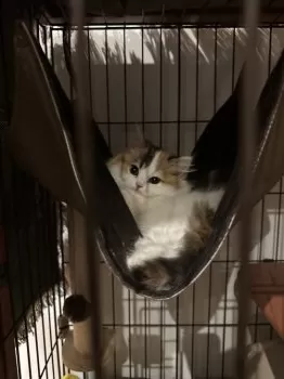 M.M 様のお迎えした子猫