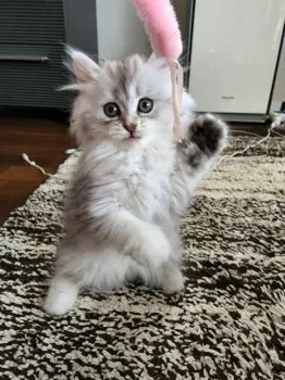 シェリーさん 様のお迎えした子猫