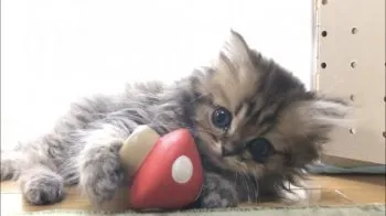 モグ 様のお迎えした子猫