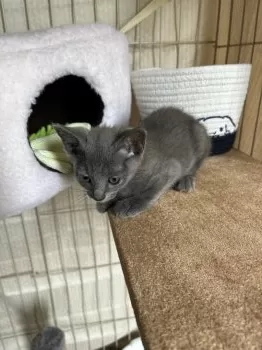 makashi08 様のお迎えした子猫