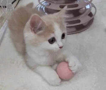 かかりん 様のお迎えした子猫