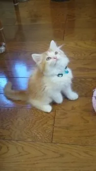 ロビン 様のお迎えした子猫