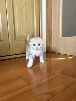 A.Ｉ 様のお迎えした子猫