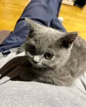 H.U 様のお迎えした子猫