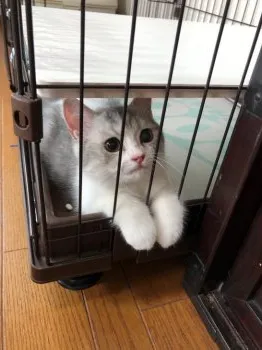 わんこにゃんこ 様のお迎えした子猫