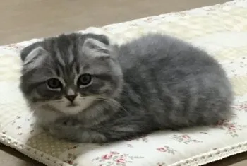 のんまま 様のお迎えした子猫