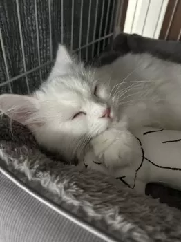 N.S 様のお迎えした子猫