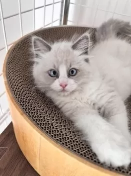 H.O 様のお迎えした子猫