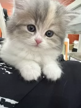 チール 様のお迎えした子猫