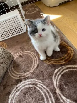 クレア 様のお迎えした子猫
