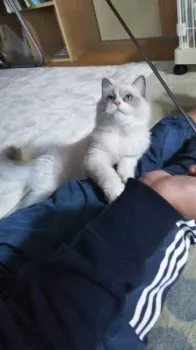 J.I 様のお迎えした子猫