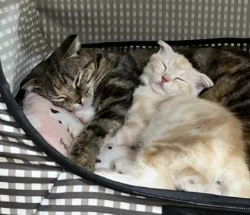 ごまねこ 様のお迎えした子猫