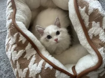 K.S 様のお迎えした子猫