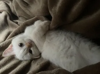 H.T 様のお迎えした子猫