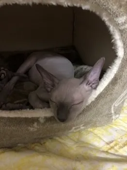 ひめママ 様のお迎えした子猫