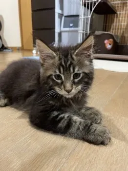 ゆん 様のお迎えした子猫