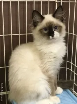 れう 様のお迎えした子猫