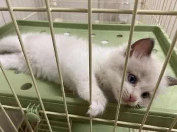 K.Y 様のお迎えした子猫