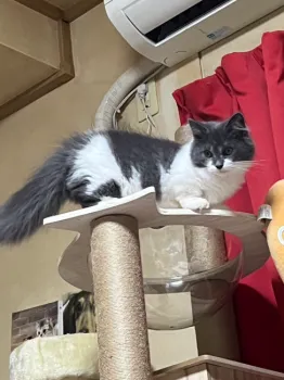 ココたんママ 様のお迎えした子猫
