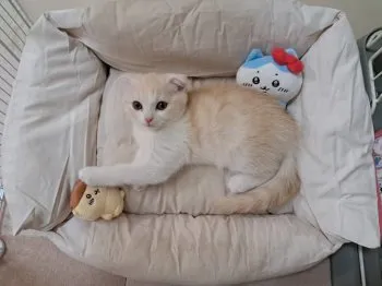 きなぽよ 様のお迎えした子猫