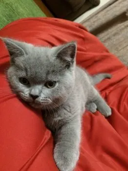 ころ助 様のお迎えした子猫
