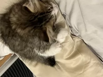 のん 様のお迎えした子猫