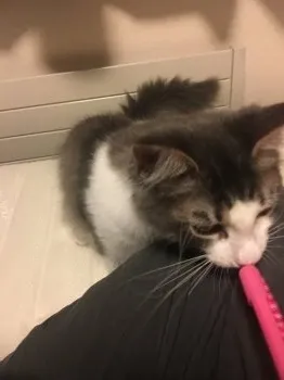 s.y 様のお迎えした子猫