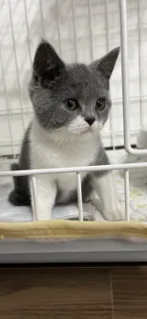スミちゃん 様のお迎えした子猫