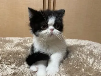 mk 様のお迎えした子猫