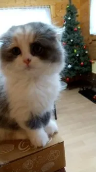 ルコ 様のお迎えした子猫