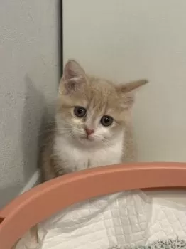 ともやん 様のお迎えした子猫