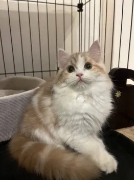 T.M 様のお迎えした子猫