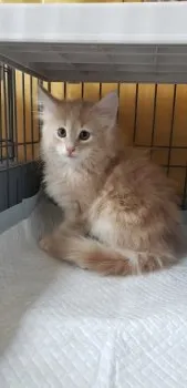 ちりちか 様のお迎えした子猫