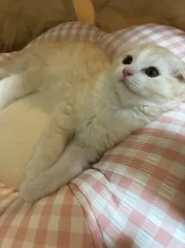 みみ 様のお迎えした子猫