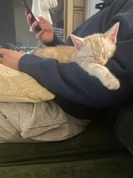 M.W 様のお迎えした子猫