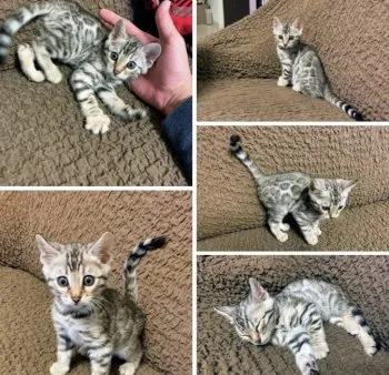 こがっち 様のお迎えした子猫