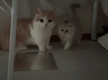 na-pun 様のお迎えした子猫