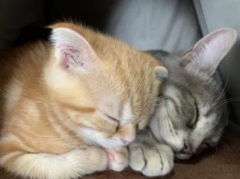 M.S 様のお迎えした子猫